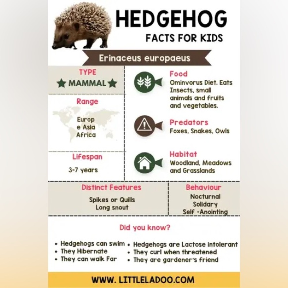 $2 Hedgehog keychain new $2 WITH ANY $10 ORDER OR MORE - Picture 3 of 12